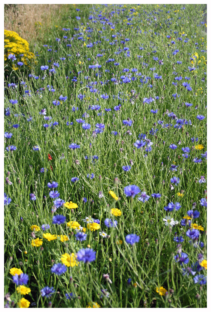 Blaue Blumen - Blue Flowers I