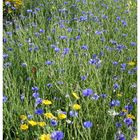 Blaue Blumen - Blue Flowers I