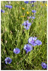 Blaue Blumen - Blue Flowers II