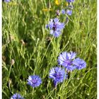 Blaue Blumen - Blue Flowers II