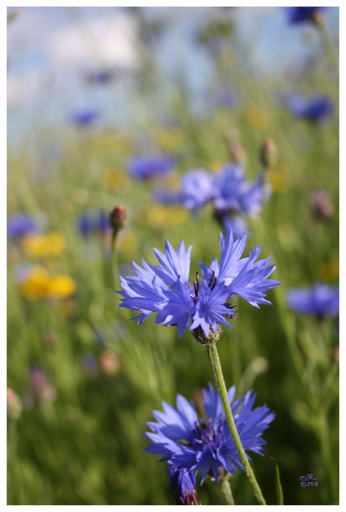 Blaue Blumen - Blue Flowers III