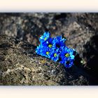 Blaue Blumen der Trauer
