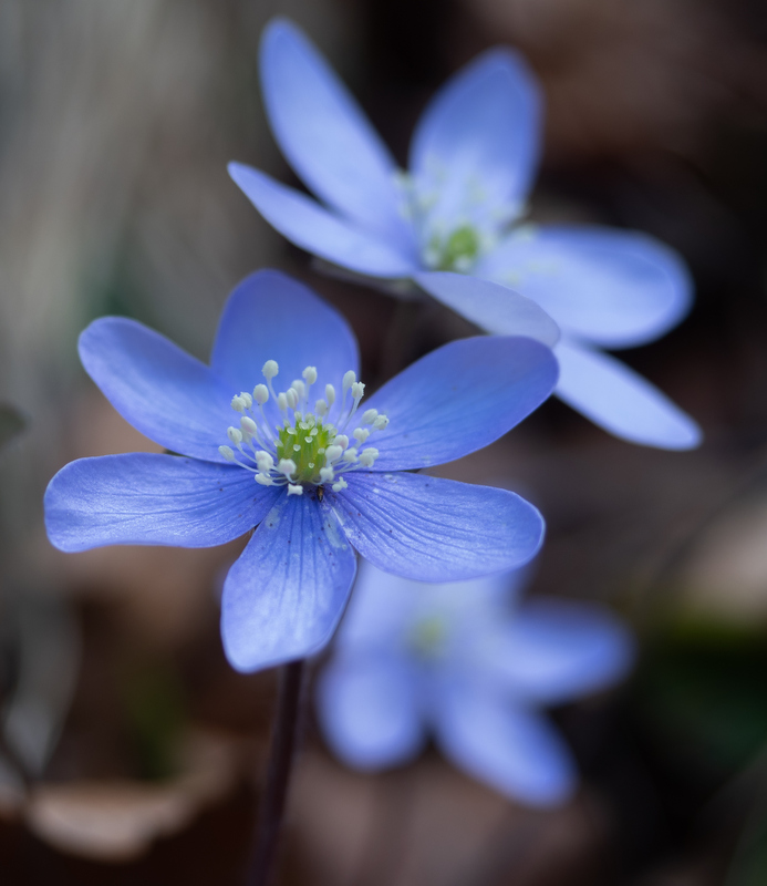 Blaue Blumen