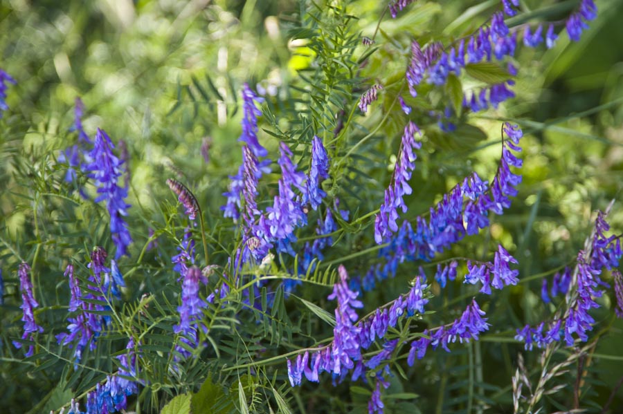 "Blaue Blumen"