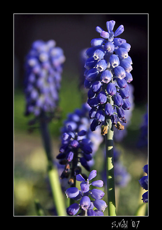 blaue Blumen im Garten