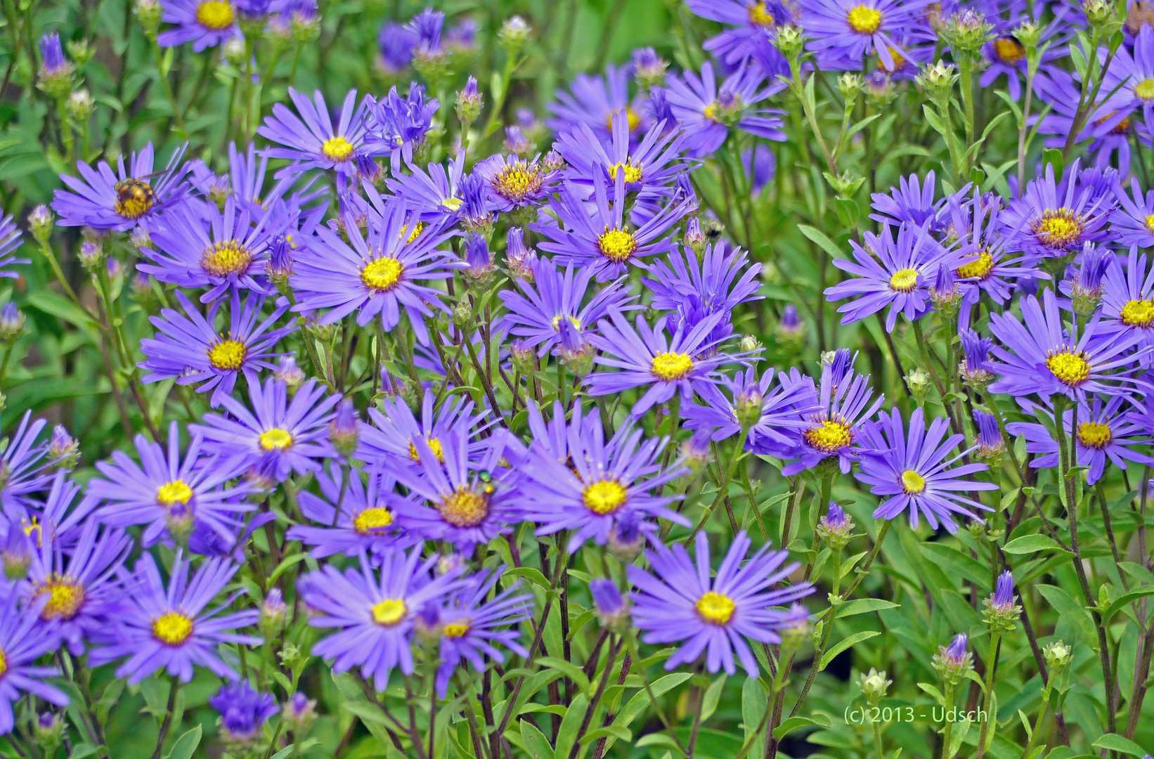 Blaue Blumen im Spätsommer