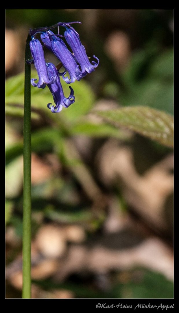 Blaue Blumen in Baal