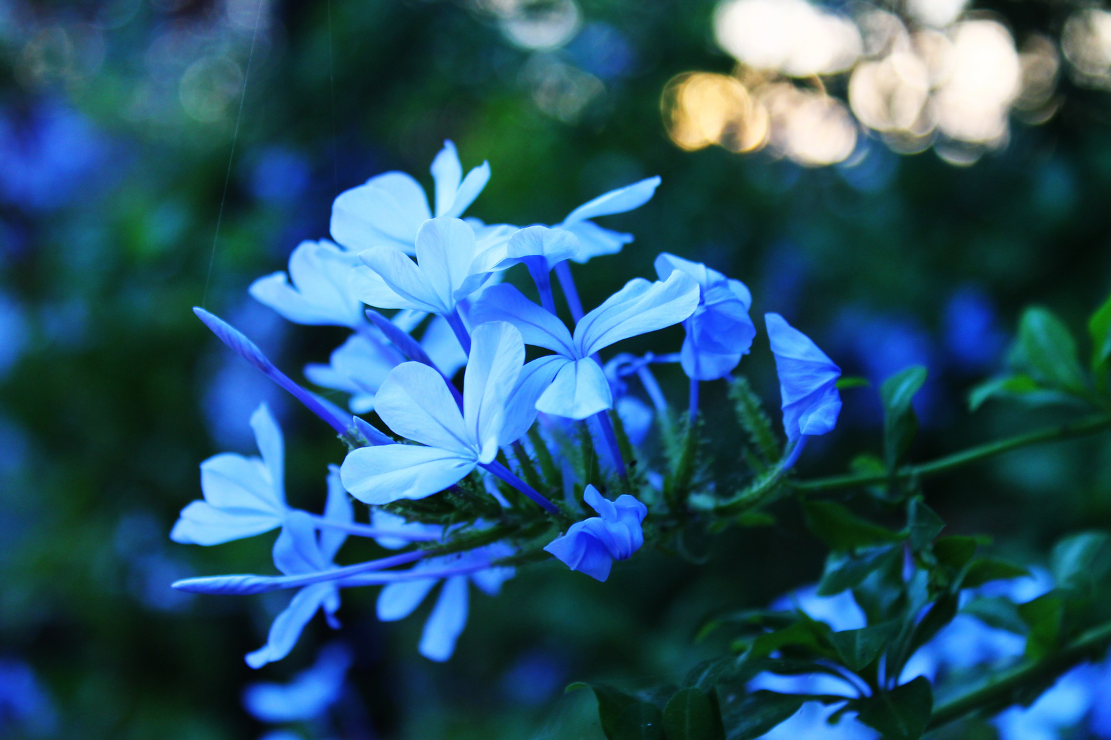 Blaue Blumen in Ligurien