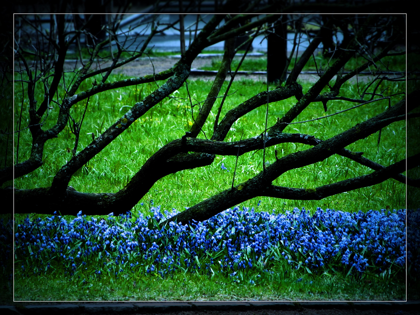 Blaue Blumen in Oslo