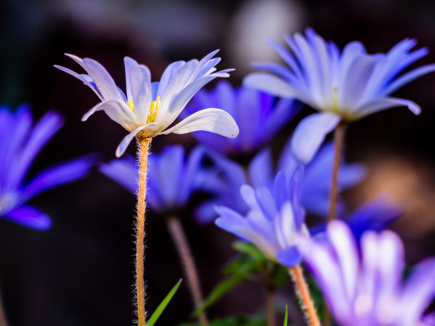 Blaue Blumen Power