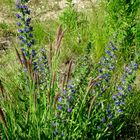 Blaue Blumen und Gräser haben auch etwas besonderes !