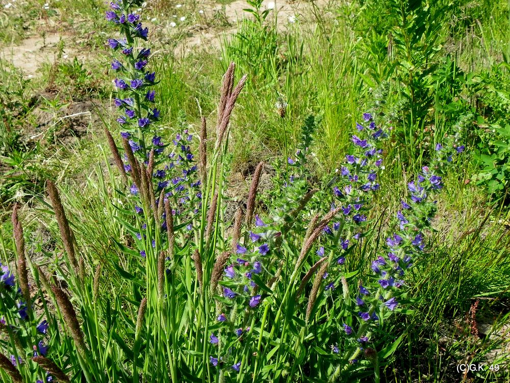 Blaue Blumen und Gräser haben auch etwas besonderes !