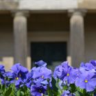 Blaue Blumen vor dem Mausoleum