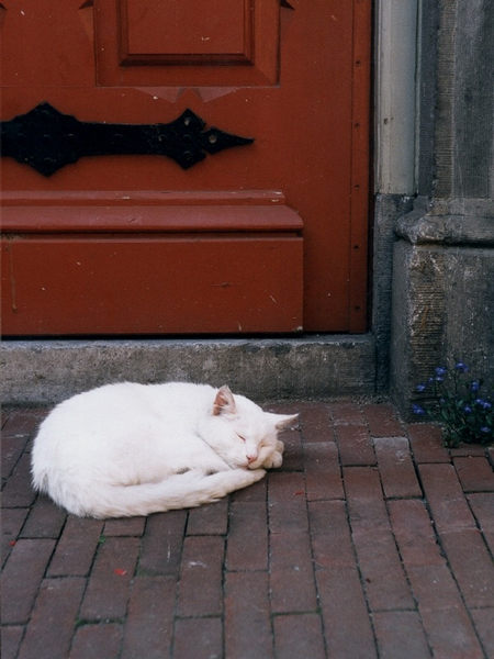 Blaue Blumen - Weißer Kater