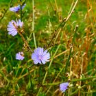 Blaue Blumen zum Blauen Montag