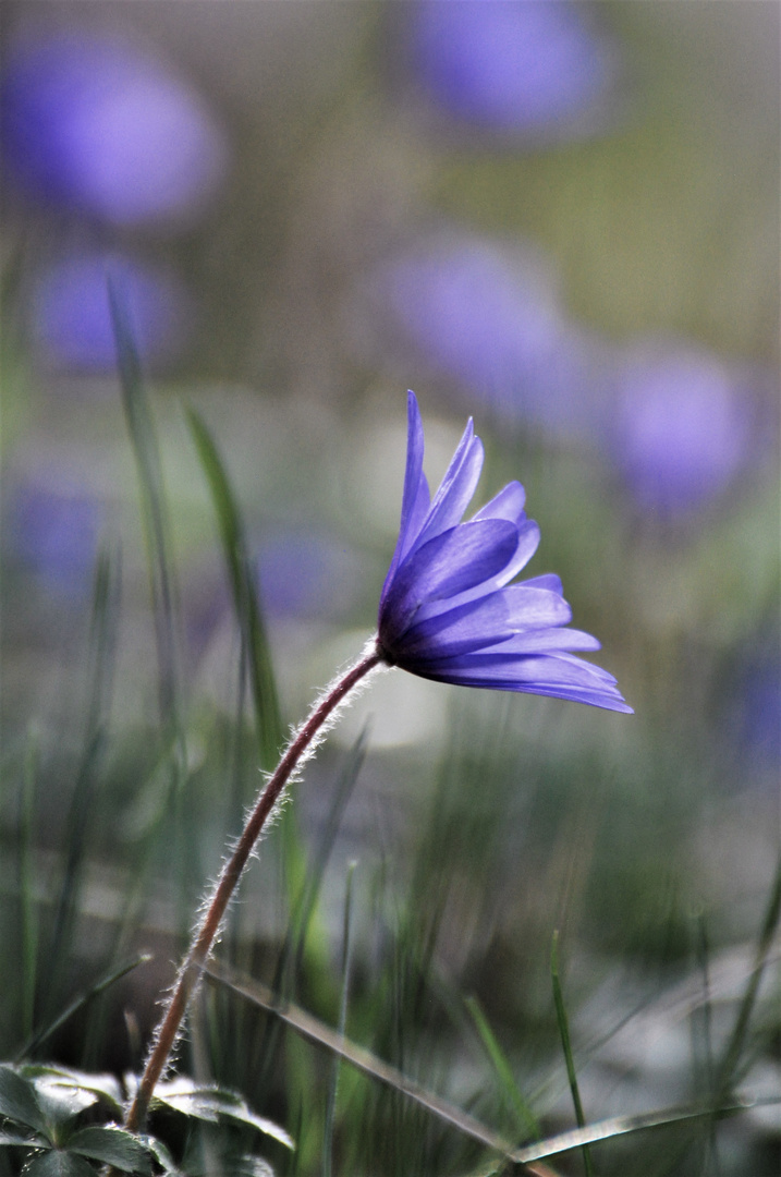 blaue Blumenträume...