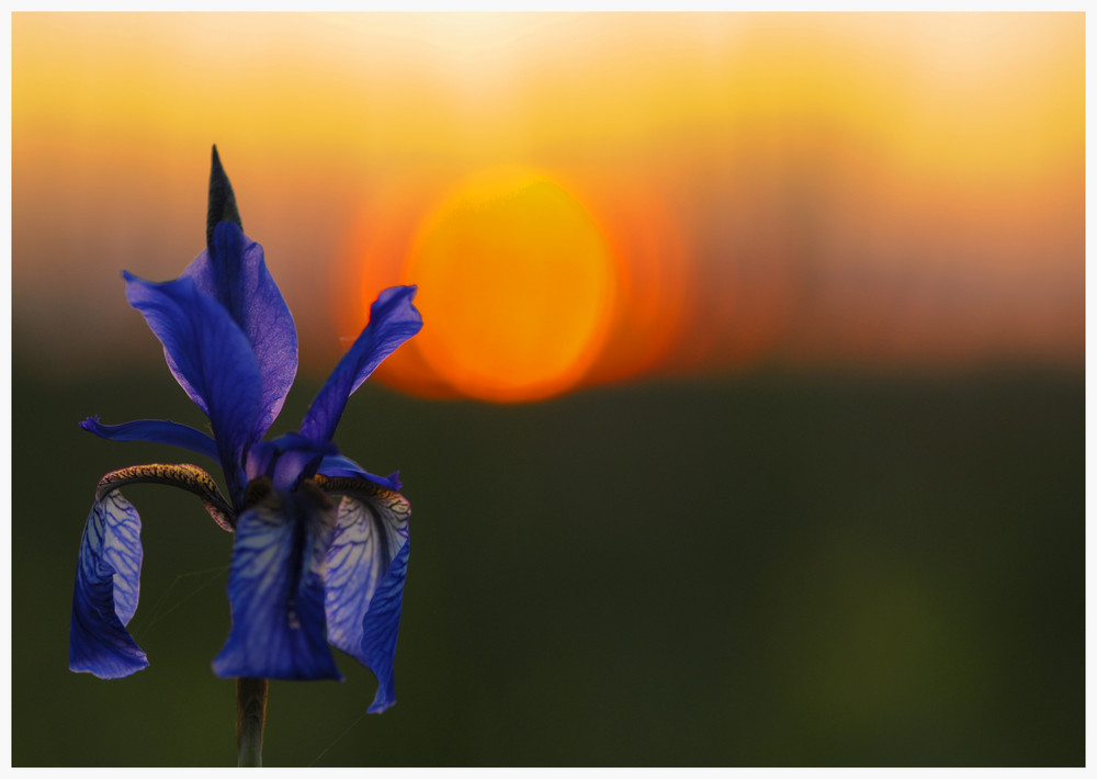 Blaue Bodensee Iris im Sonnenuntergang