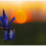 Blaue Bodensee Iris im Sonnenuntergang