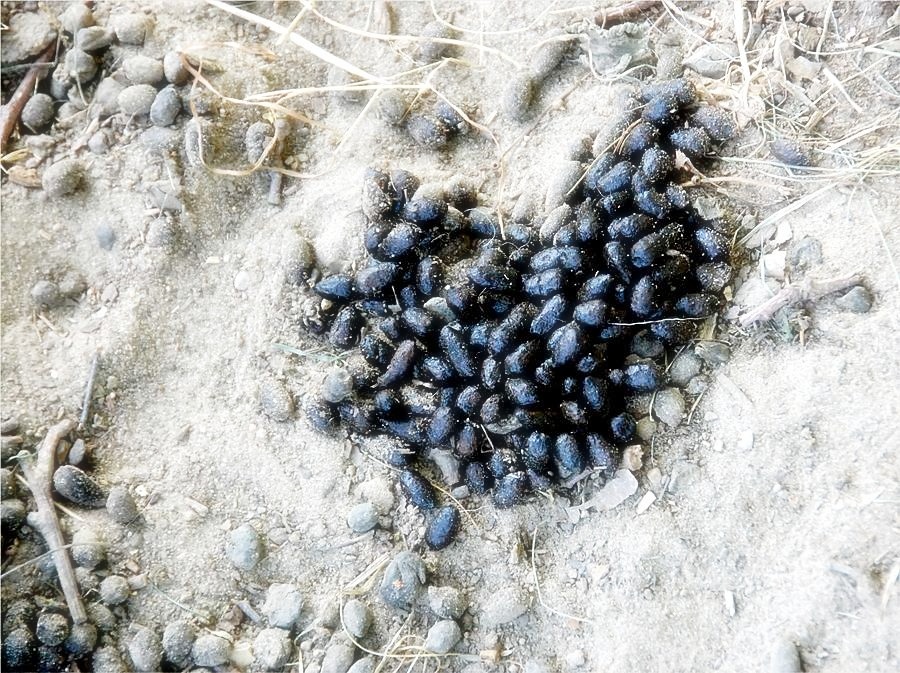 Blaue Bohnen Blaue Bohnen