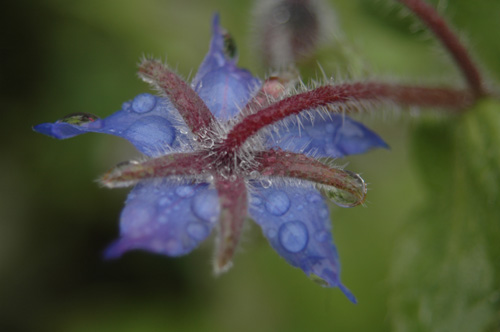 Blaue Borretsch-Blüte Ostsee 2010