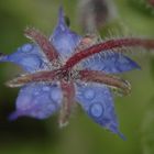 Blaue Borretsch-Blüte Ostsee 2010