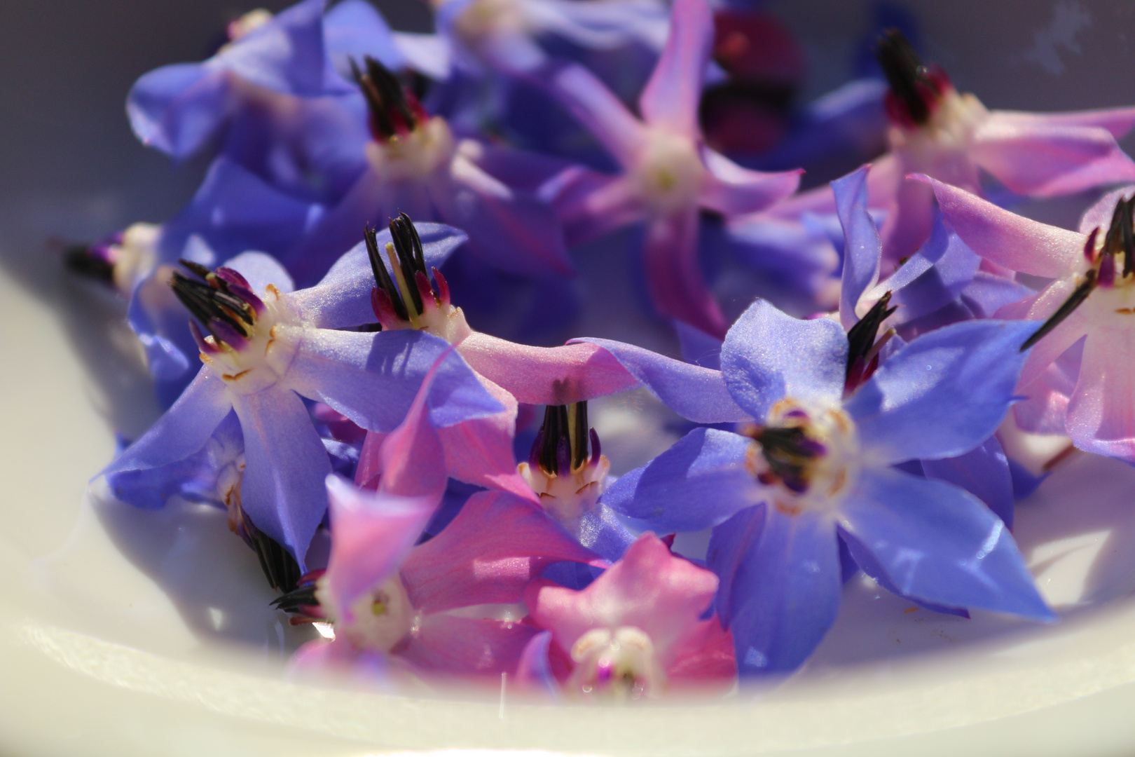 Blaue Borretsch Blüten