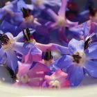 Blaue Borretsch Blüten