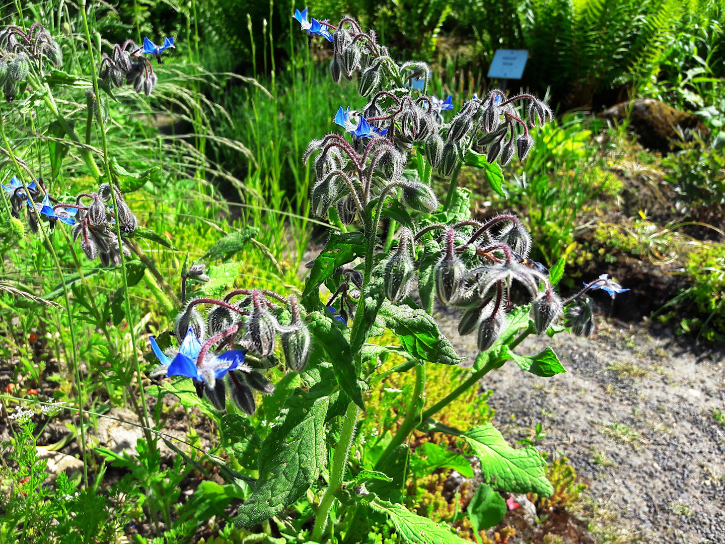 Blaue Borretschlüten als Mittwochsblümchen