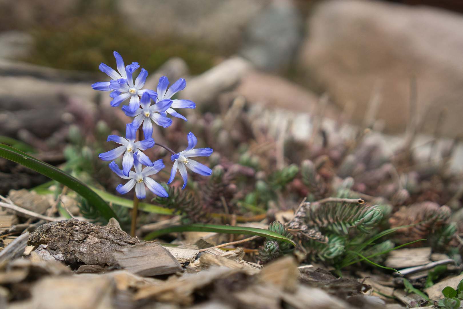 Blaue Boten 2