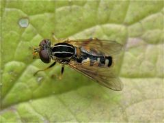 Blaue Breitbandschwebfliege (Leucozona glaucia), Hilden, 17.5.2011