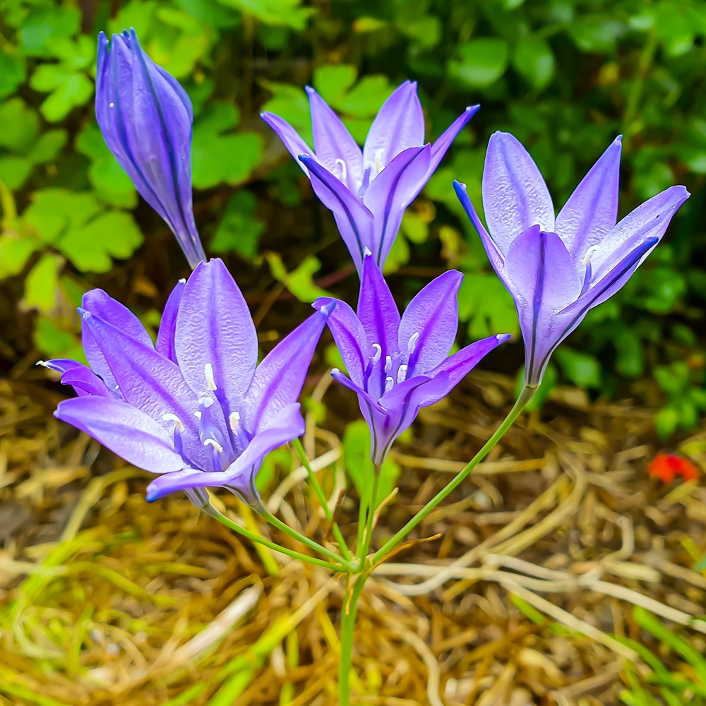 Blaue Brodiaea