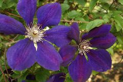 Blaue Clematis