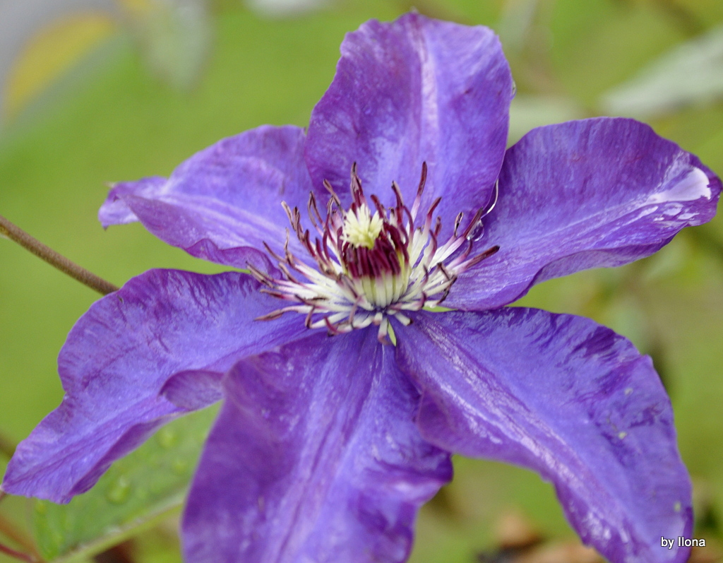 blaue Clematis..........