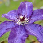 blaue Clematis..........