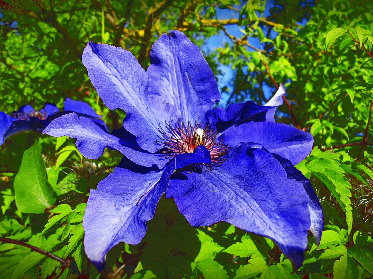 *** Blaue Clematis ***