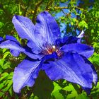 *** Blaue Clematis ***