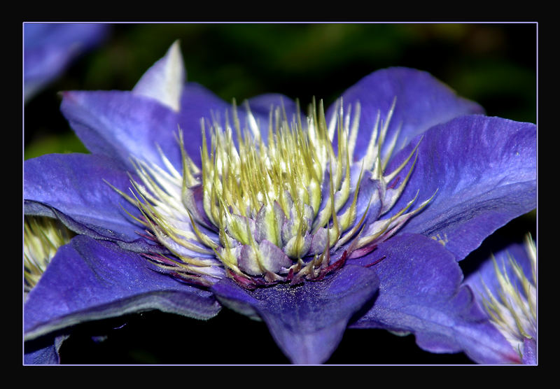 Blaue Clematis