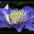 Blaue Clematis