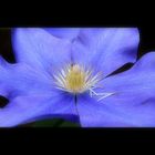 blaue Clematis