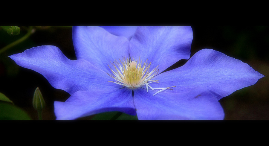 blaue Clematis