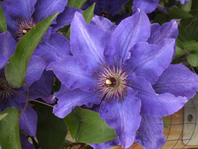 blaue Clematis