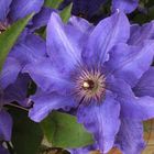 blaue Clematis