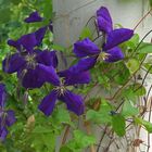 Blaue Clematis