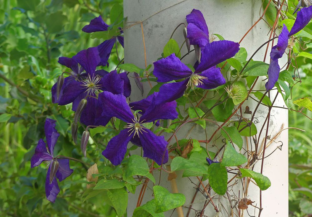 Blaue Clematis