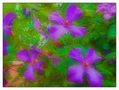 Blaue Clematis