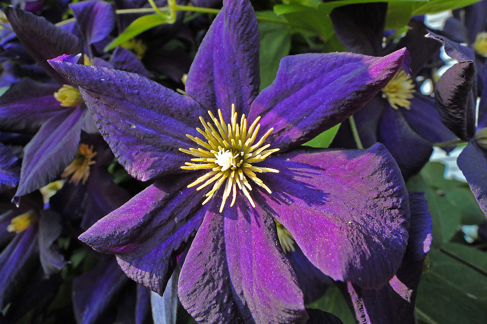 Blaue Clematis mit langem Staubgefäß-Schattenwurf in der Abendsonne