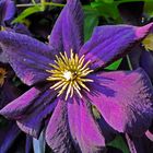 Blaue Clematis mit langem Staubgefäß-Schattenwurf in der Abendsonne