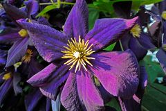 Blaue Clematis mit langem Staubgefäß-Schattenwurf in der Abendsonne