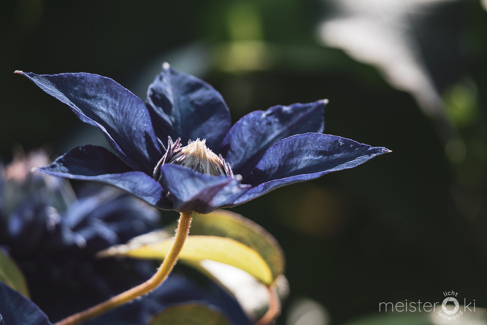 Blaue Clematis voller Blüte