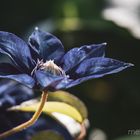 Blaue Clematis voller Blüte